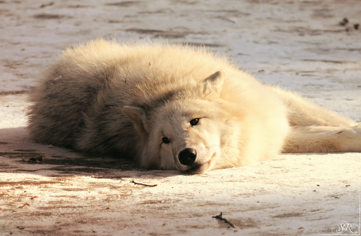 Pup10m12AuheimSas_Aslan-02