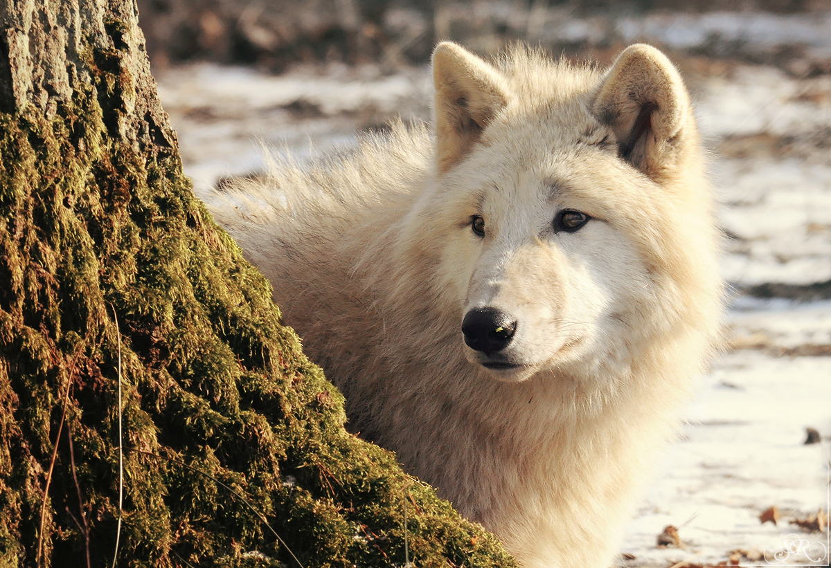 Pup10m12AuheimSas_Aslan-05