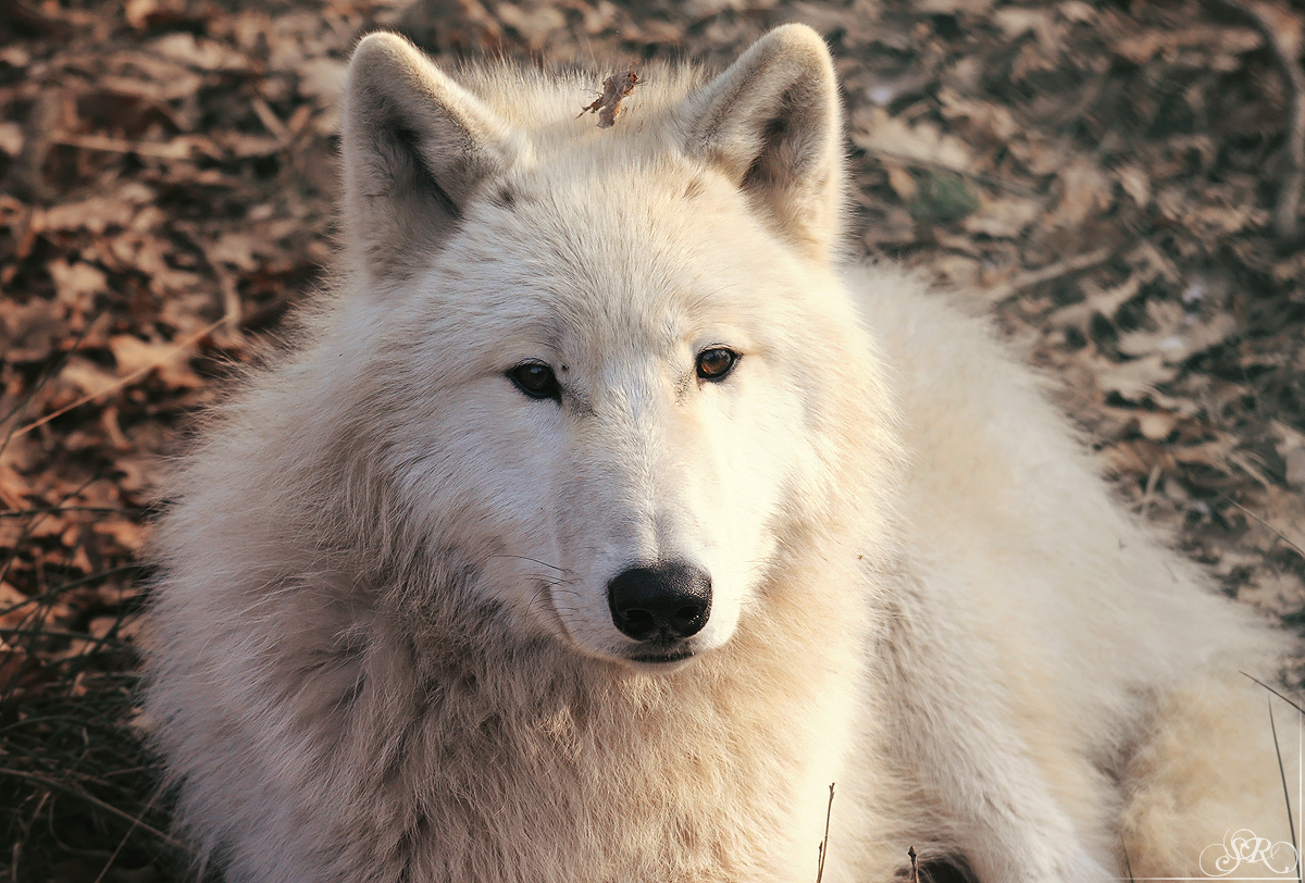 Pup10m12AuheimSas_Inuq-08