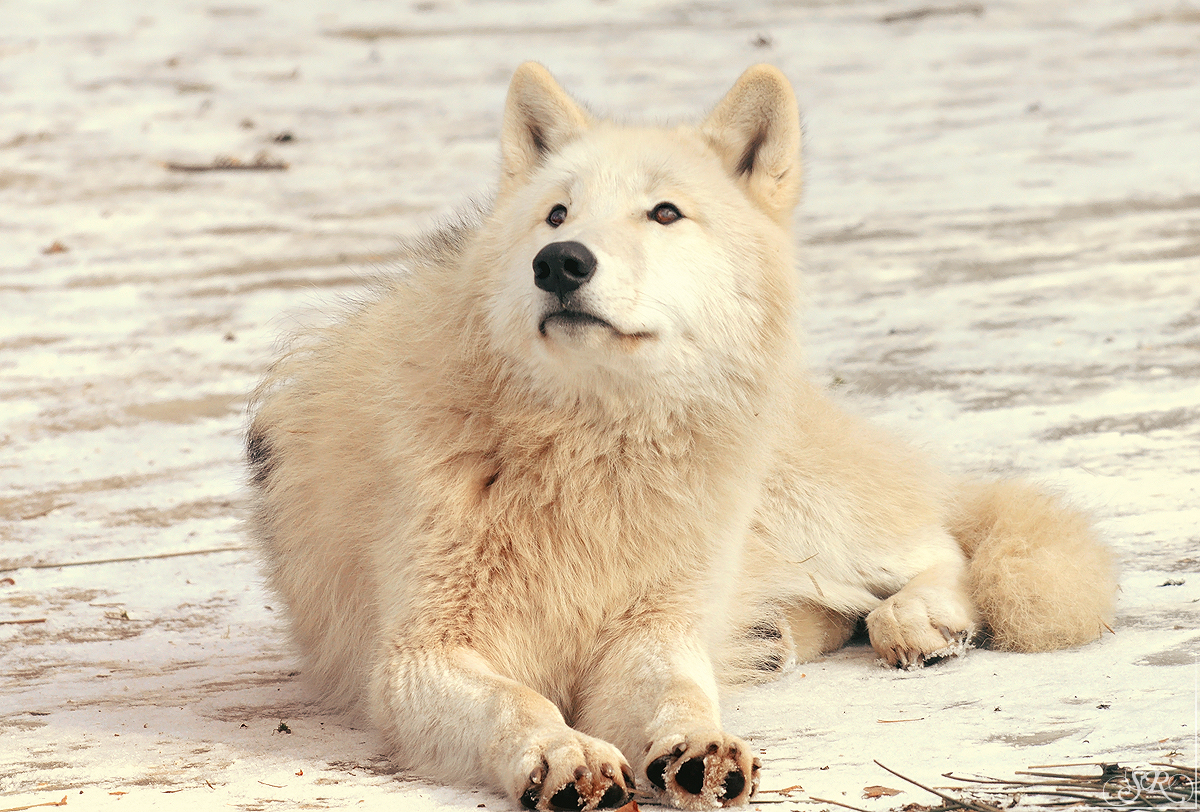 Pup10m12AuheimSas_Inuq-13