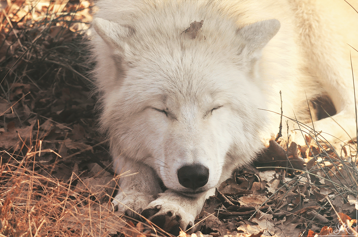 Pup10m12AuheimSas_Inuq-17