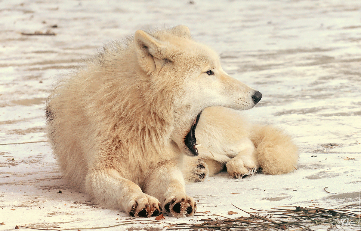 Pup10m12AuheimSas_Inuq-23