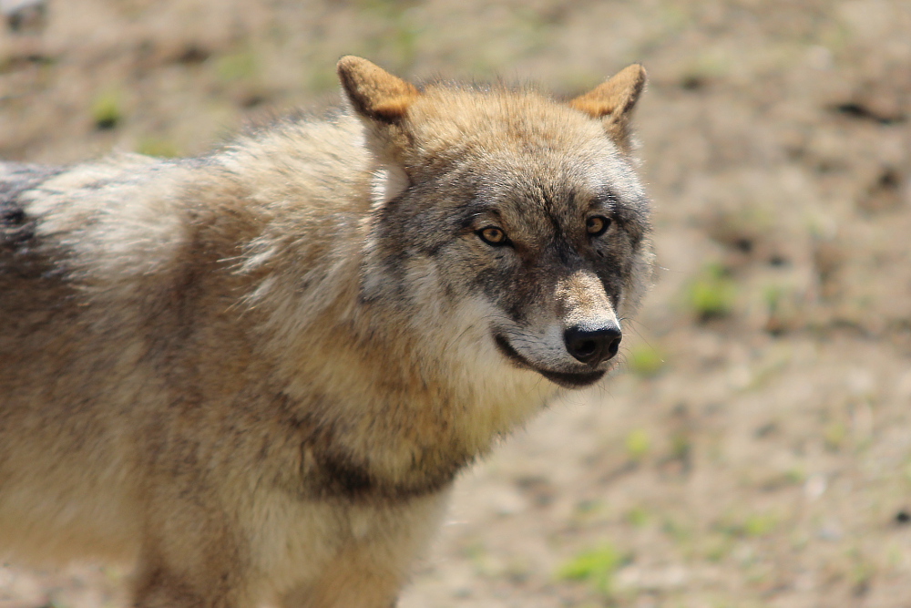 Pup11m13EekholtElli_Mascha-02