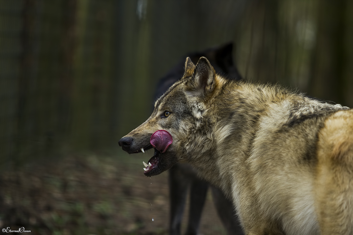 pup11m17saerbeckjessi_son-30