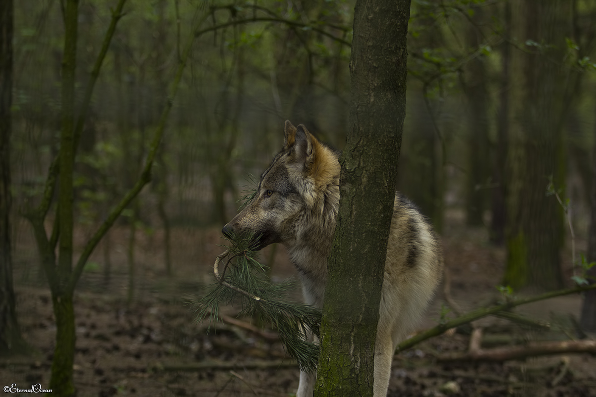 pup11m17saerbeckjessi_son-33