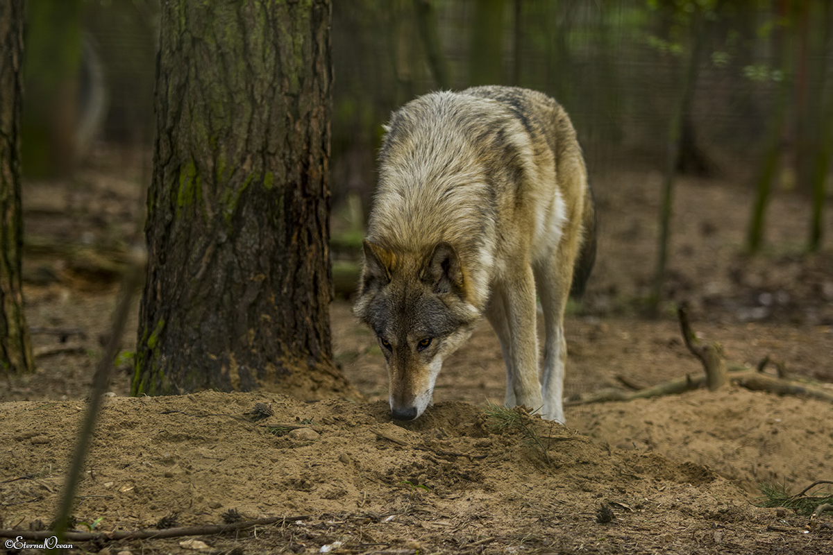 pup11m17saerbeckjessi_son-36