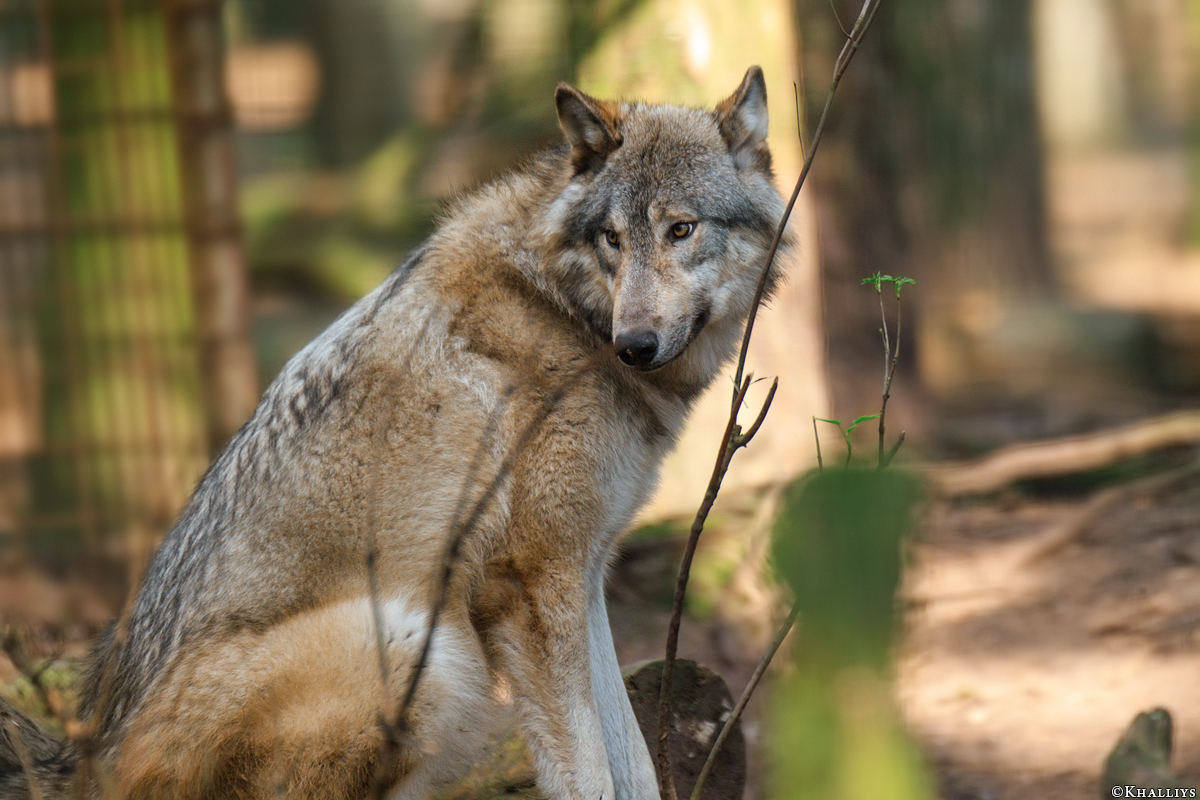 Pup11m17SaerbeckKati_Son-01