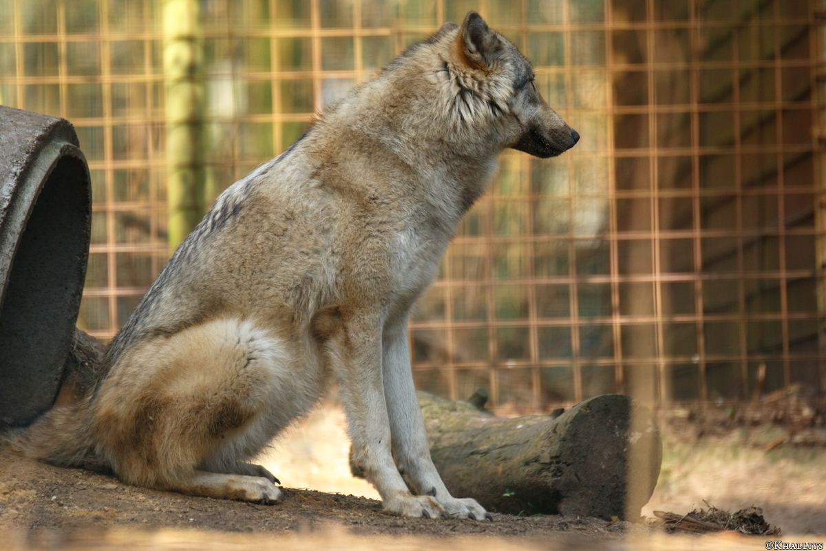 Pup11m17SaerbeckKati_Son-02