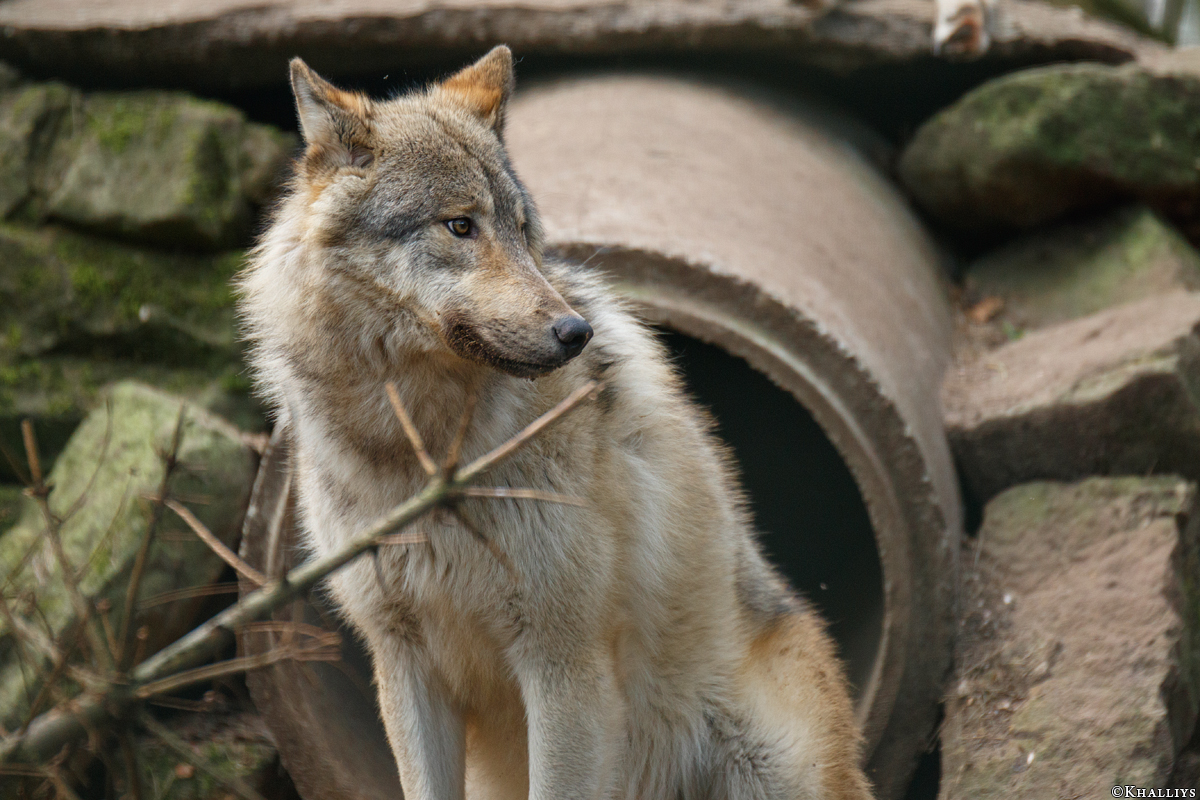 Pup11m17SaerbeckKati_Son-03