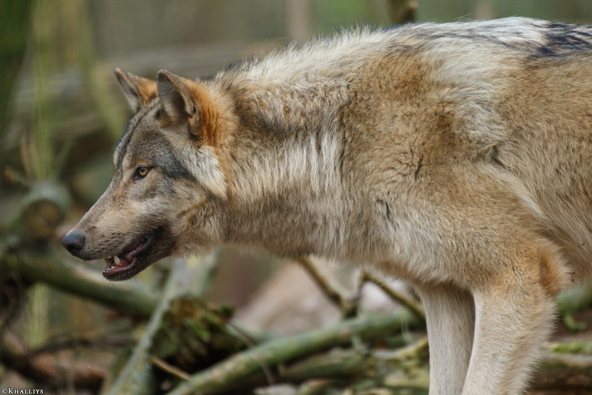 Pup11m17SaerbeckKati_Son-04