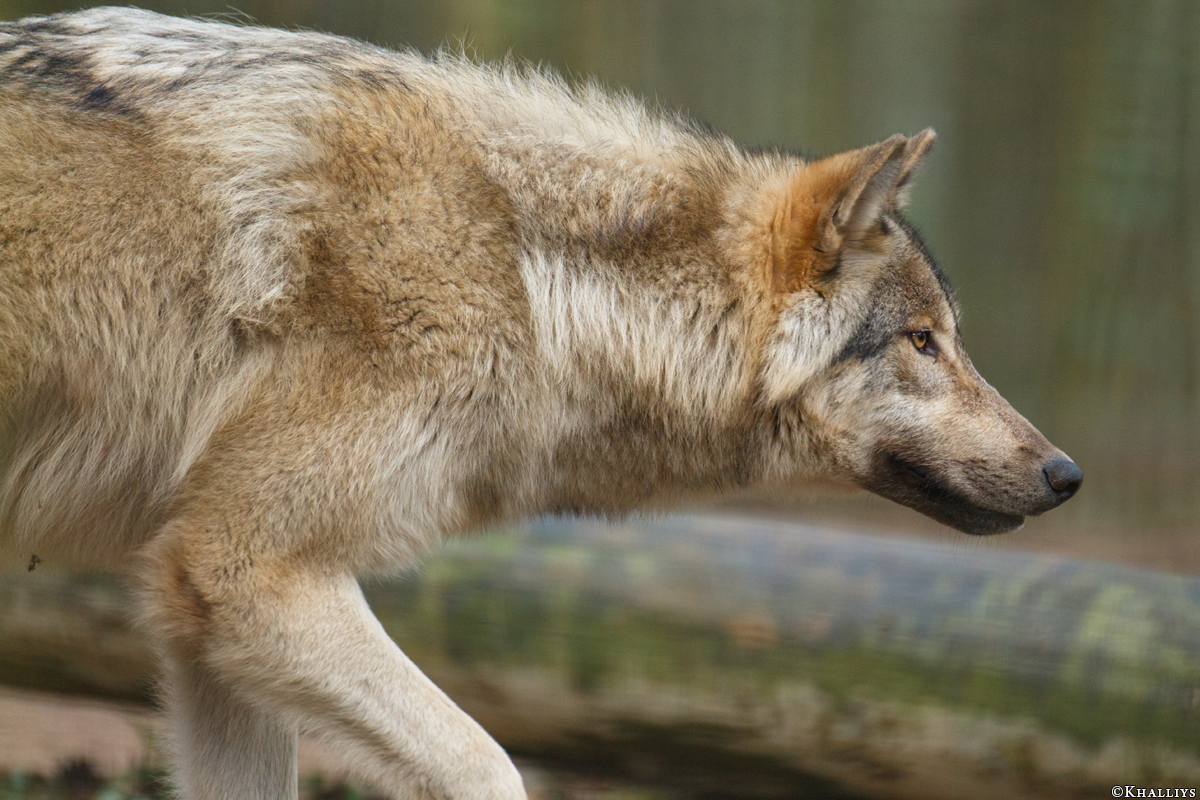 Pup11m17SaerbeckKati_Son-05