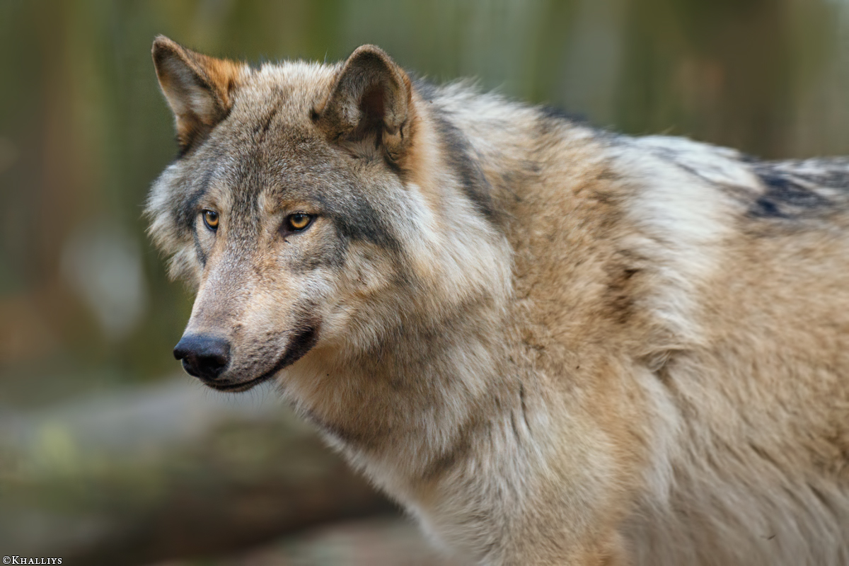 Pup11m17SaerbeckKati_Son-06