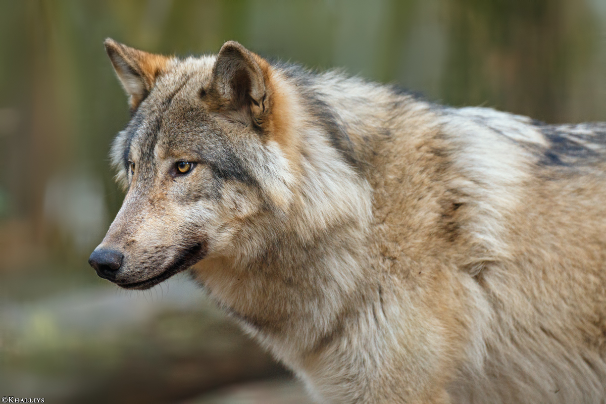 Pup11m17SaerbeckKati_Son-07