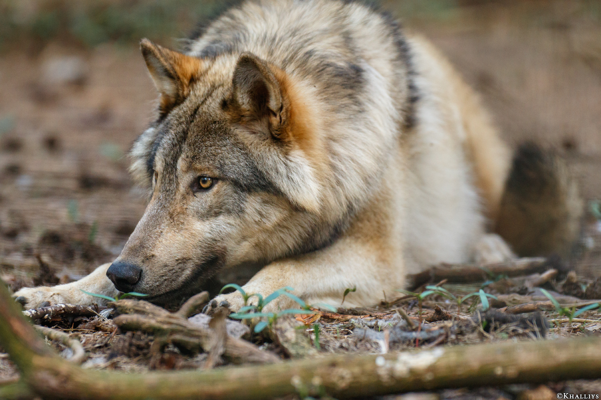Pup11m17SaerbeckKati_Son-08