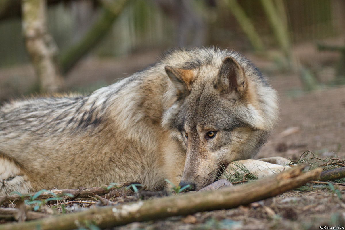 Pup11m17SaerbeckKati_Son-09