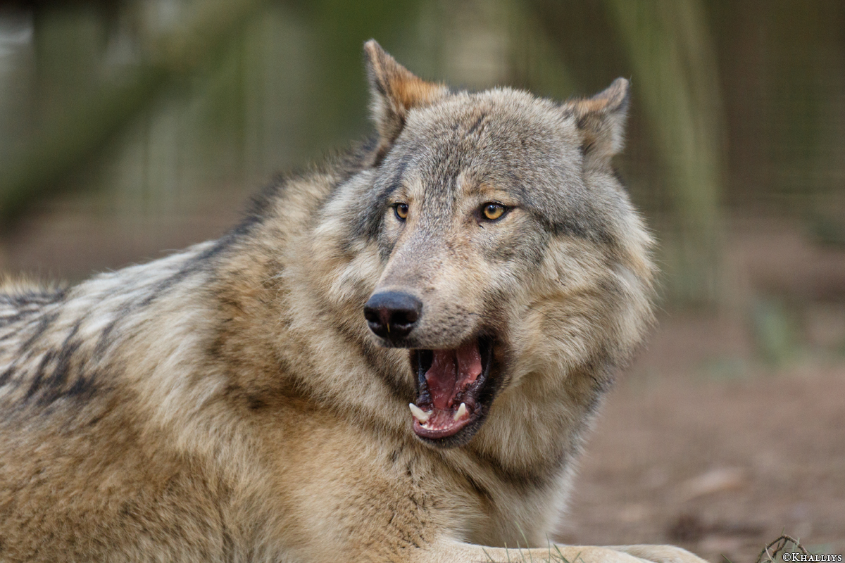 Pup11m17SaerbeckKati_Son-12