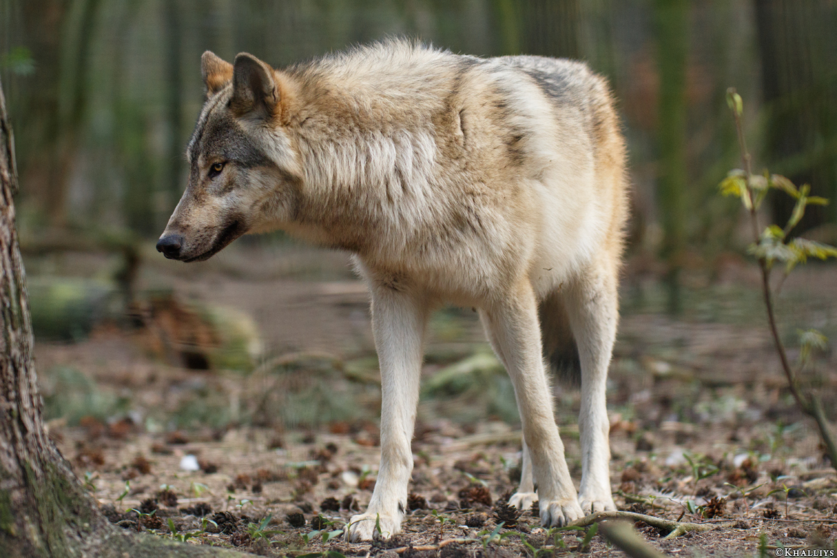 Pup11m17SaerbeckKati_Son-15