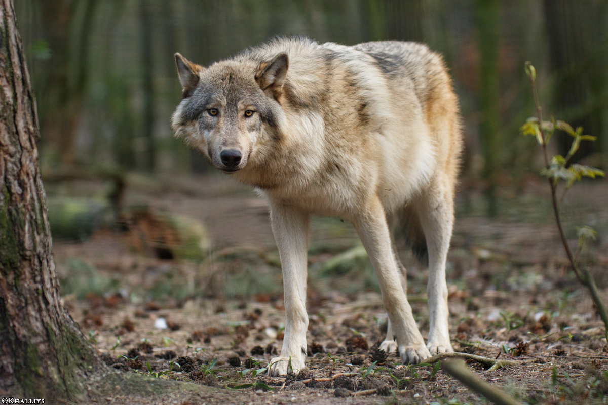 Pup11m17SaerbeckKati_Son-16
