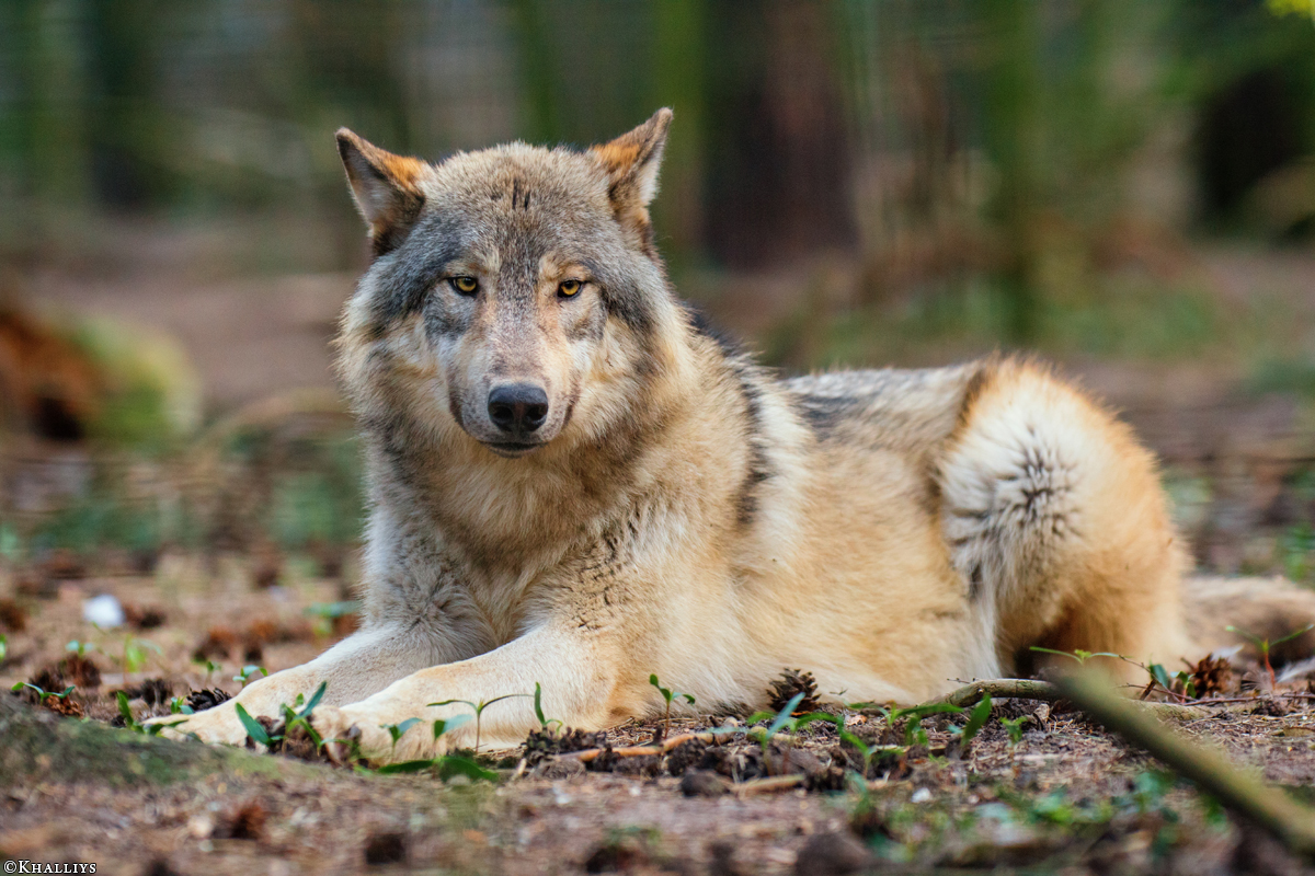 Pup11m17SaerbeckKati_Son-18