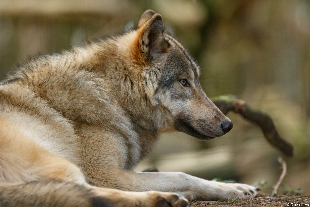 Pup11m17SaerbeckKati_Son-21
