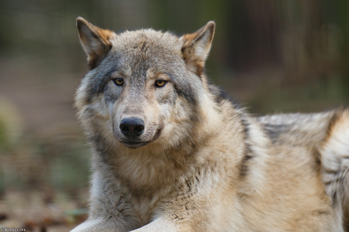 Pup11m17SaerbeckKati_Son-26