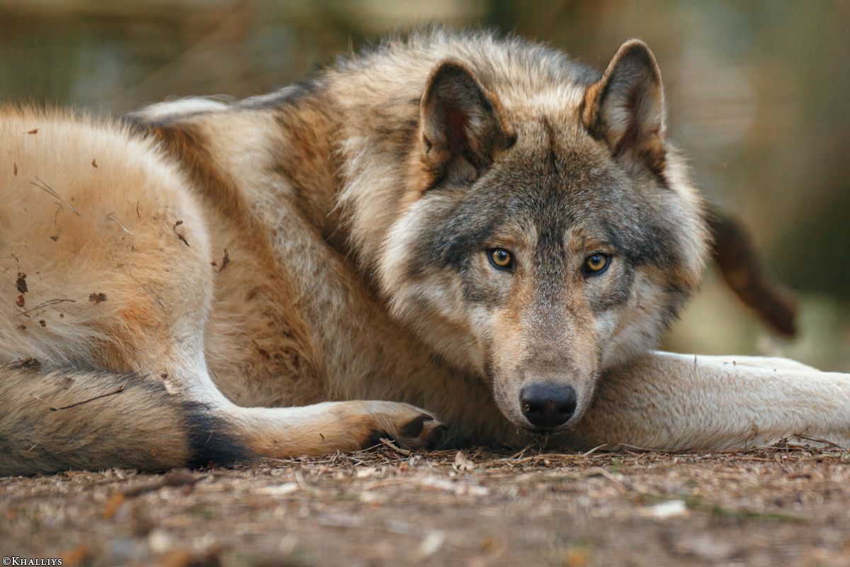 Pup11m17SaerbeckKati_Son-29