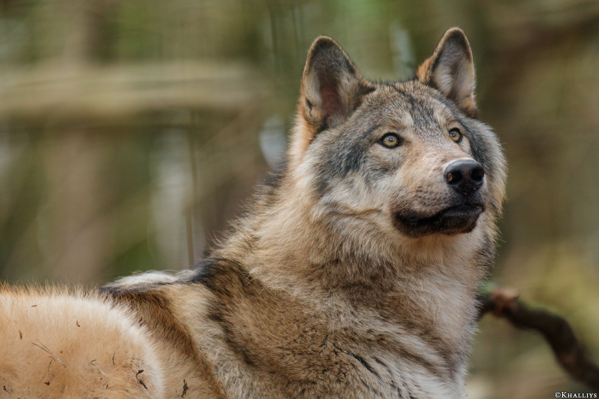 Pup11m17SaerbeckKati_Son-37