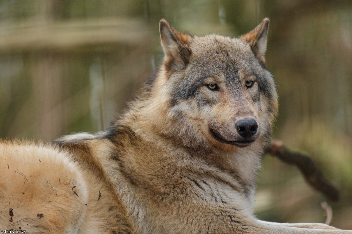 Pup11m17SaerbeckKati_Son-39