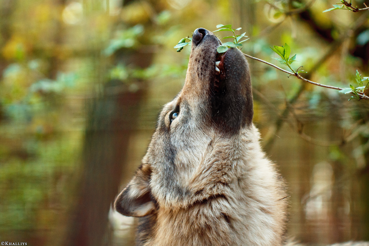 Pup11m17SaerbeckKati_Son-43