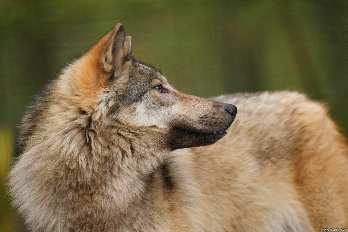 Pup11m17SaerbeckKati_Son-49