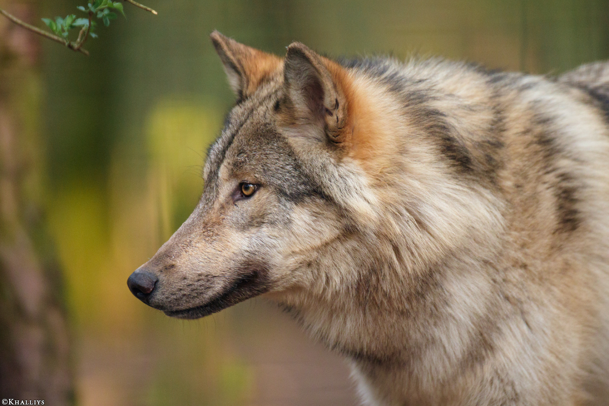 Pup11m17SaerbeckKati_Son-51