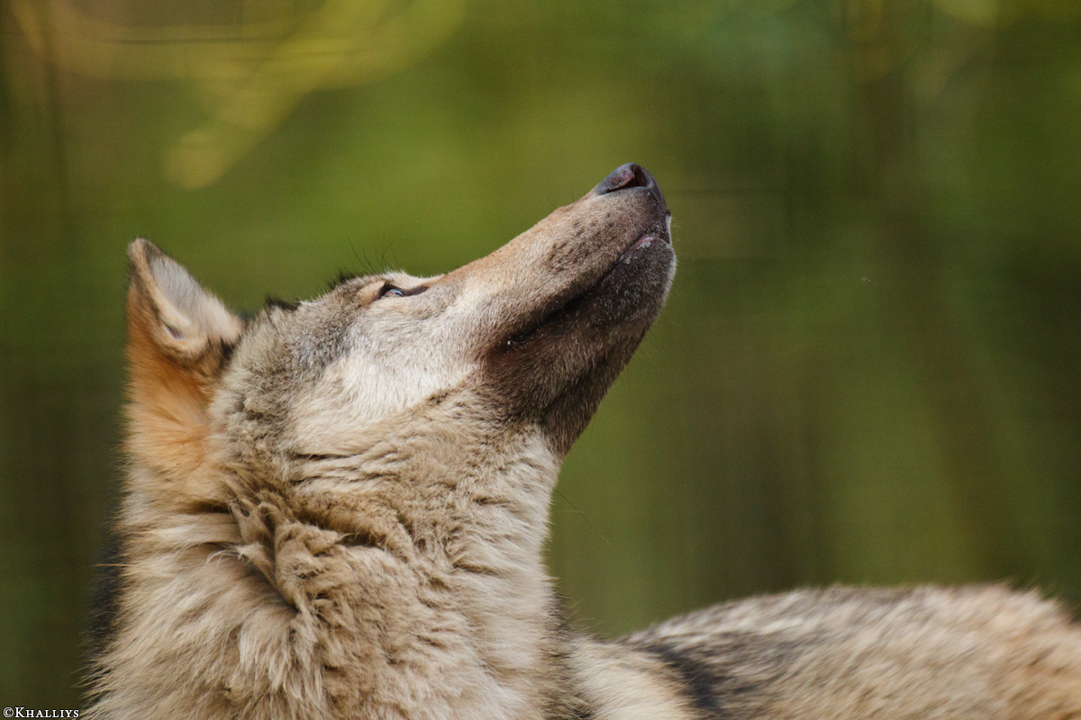 Pup11m17SaerbeckKati_Son-54