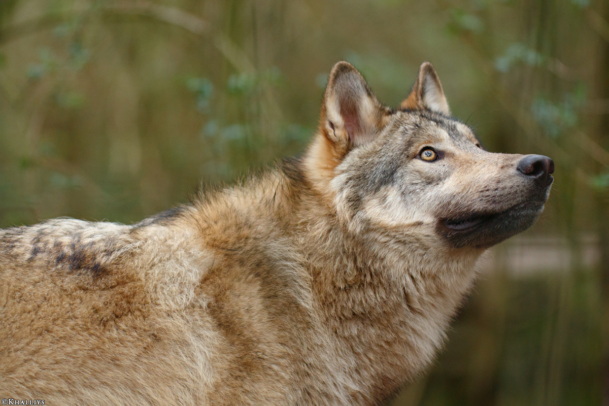 Pup11m17SaerbeckKati_Son-61