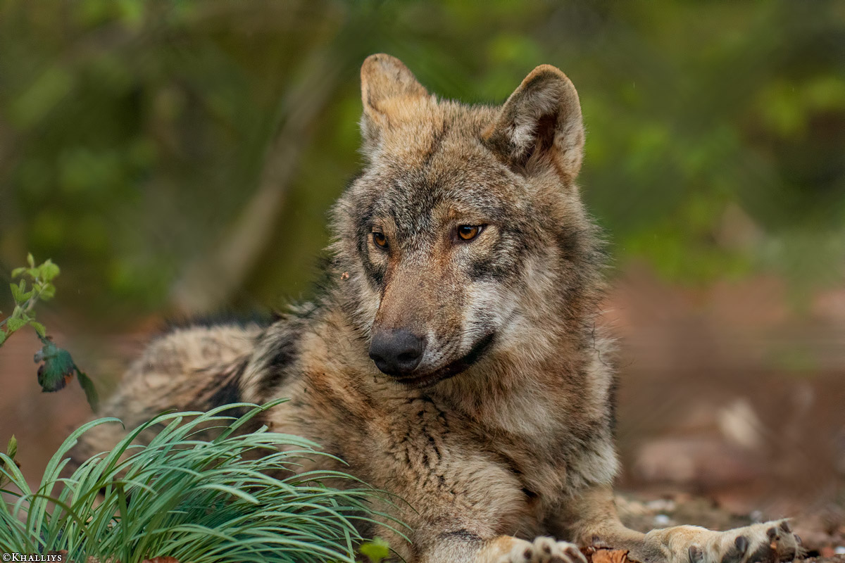 Pup11m19OlderdissenKati_Ylvi-04