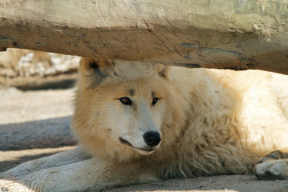 Pup11m12WuppertalKati_Polar-40