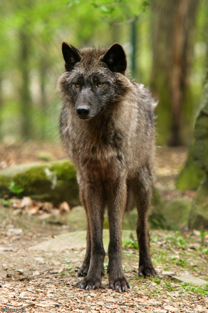 Pup12m12EderseeKati_Ceyla-26