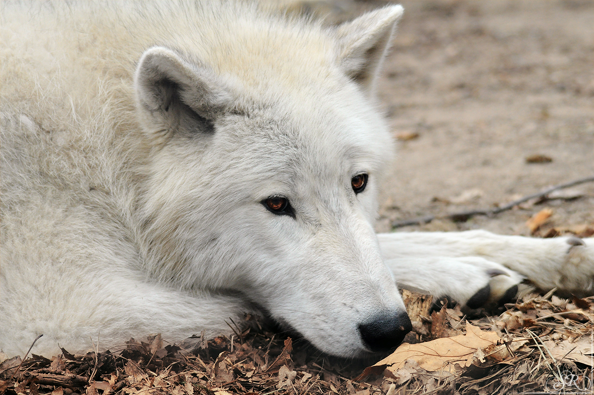 Pup12m12AuheimSas_Inuq-02