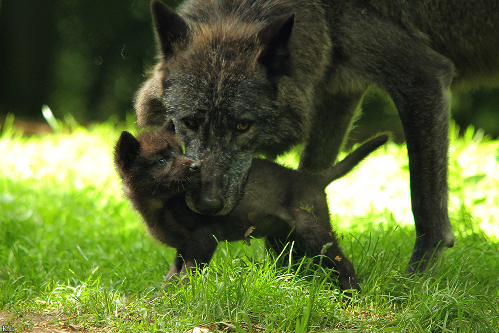 Pup5w12EderseeKati_Ceyla-01