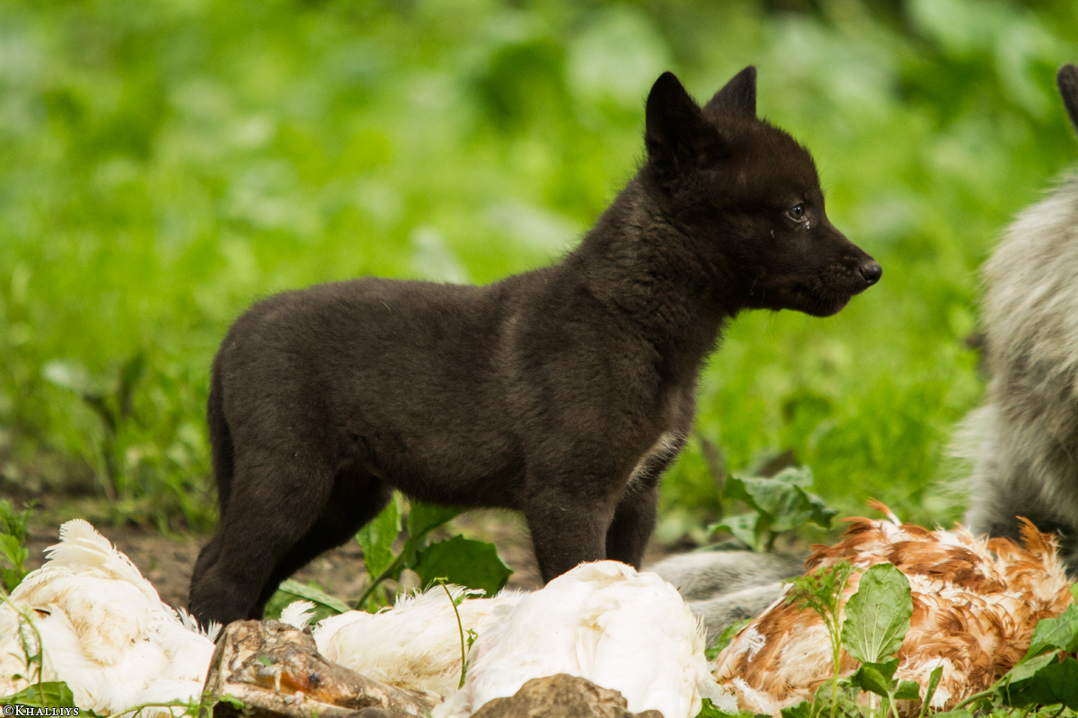 Pup6w14GelsenkirchenKati_Wya-03
