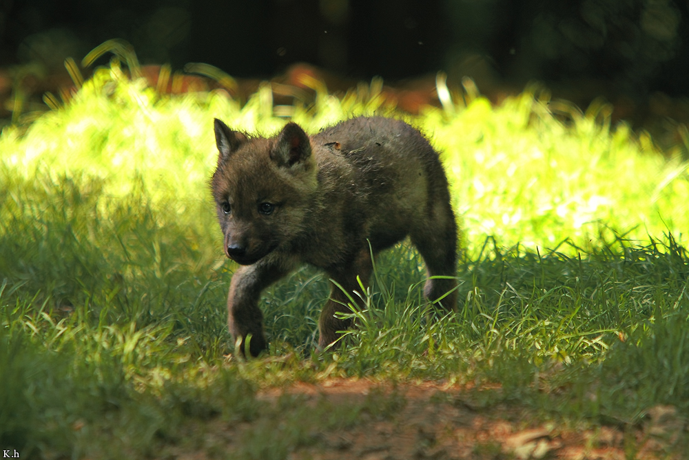 Pup5w12EderseeKati_Kiley-07