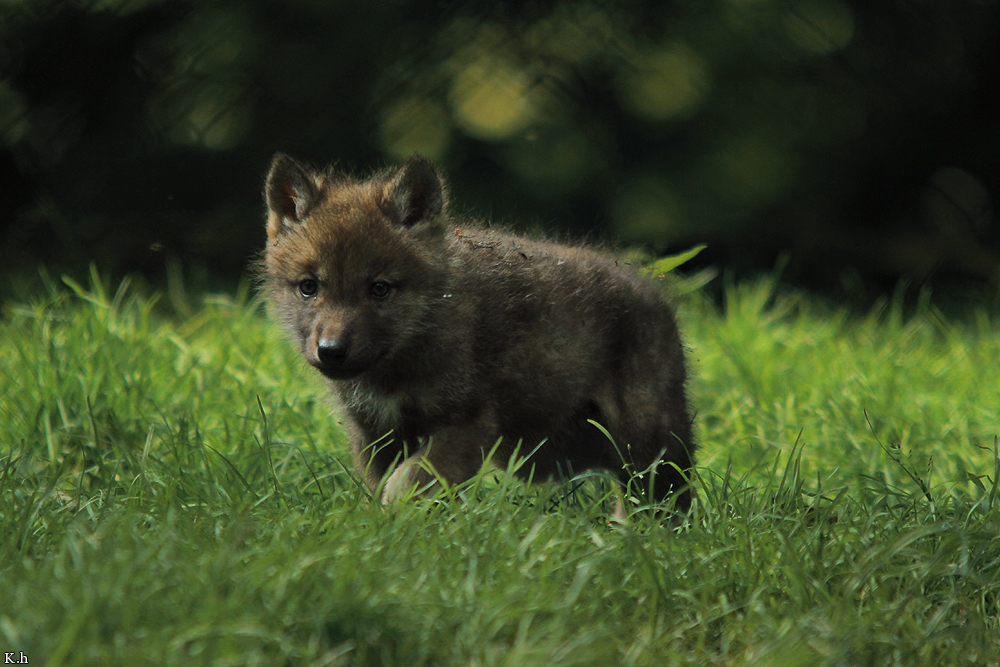 Pup5w12EderseeKati_Kiley-08