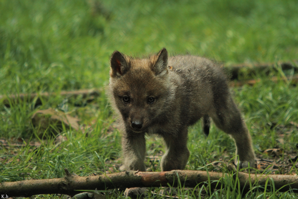 Pup5w12EderseeKati_Kiley-10