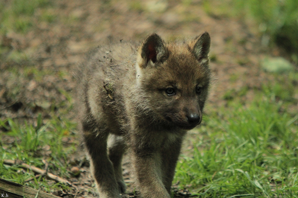 Pup5w12EderseeKati_Kiley-11