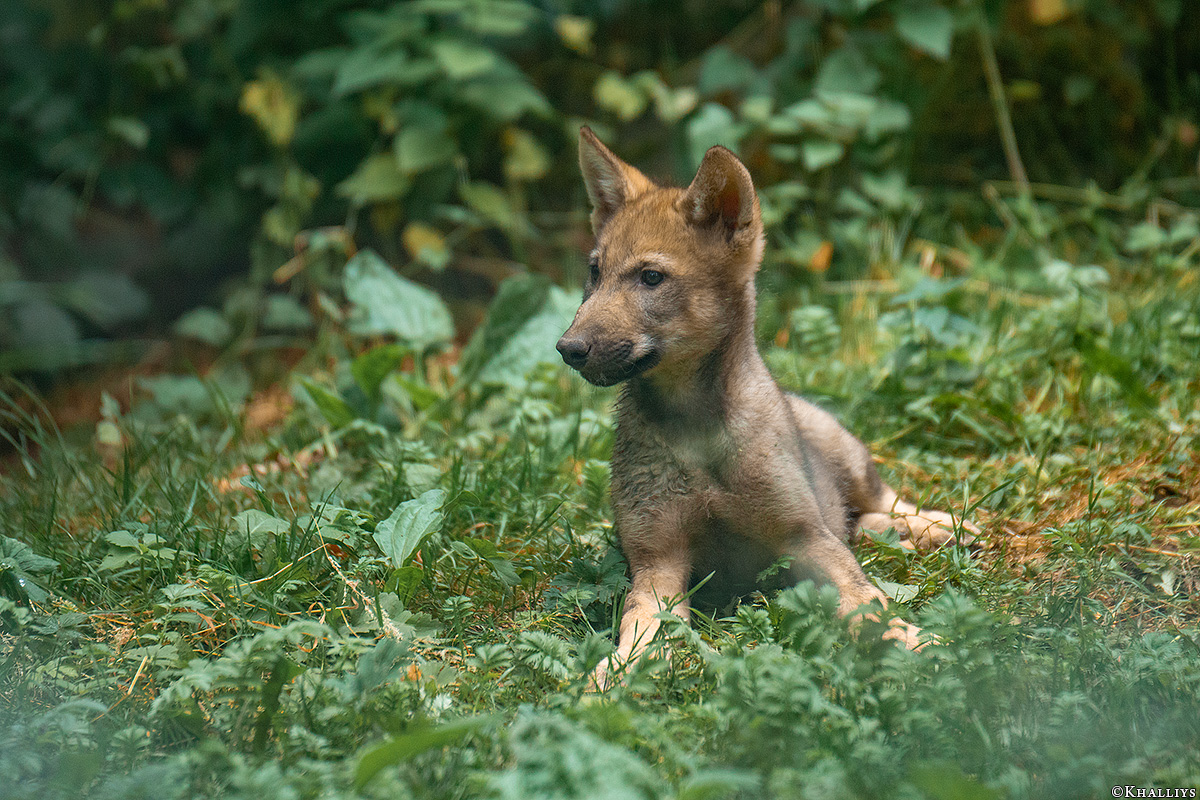 Pup8w18OlderdissenKati-ylvi-01
