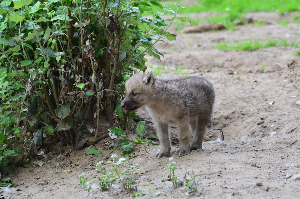 Pup6w11ZooBerlinBineG_Pup-01