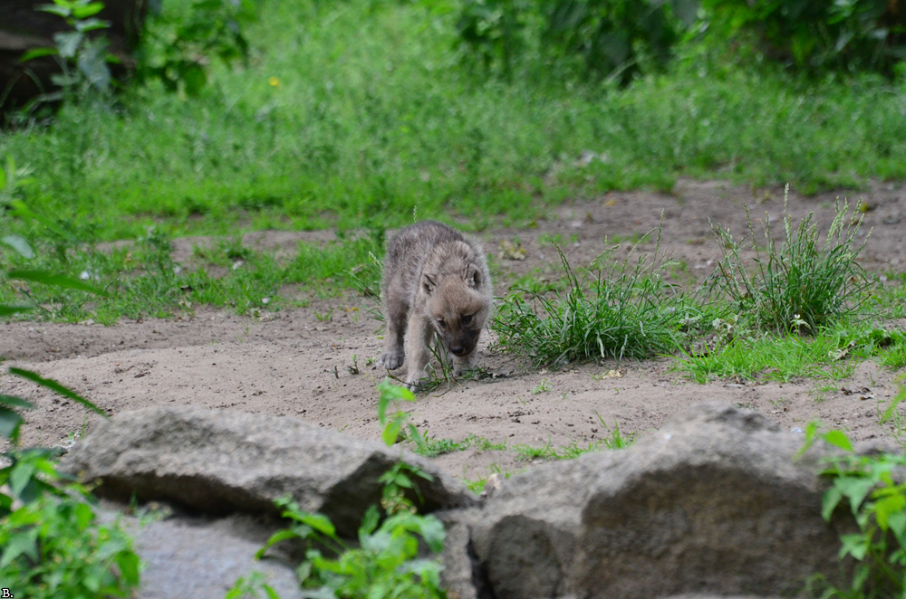 Pup6w11ZooBerlinBineG_Pup-04