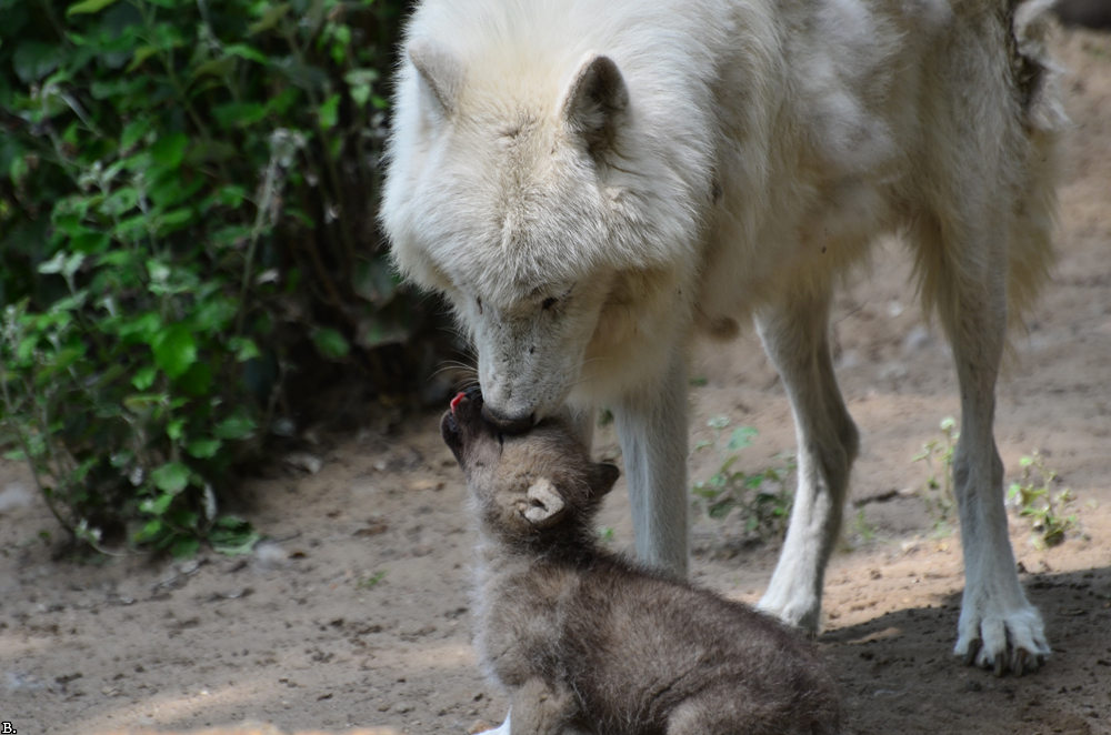 Pup6w11ZooBerlinBineG_Pup-08