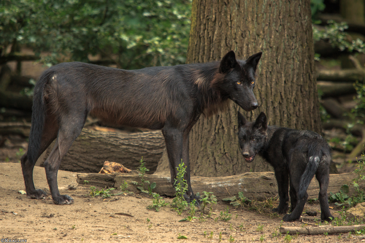 Pup2m15GelsenkirchenKati_All-09