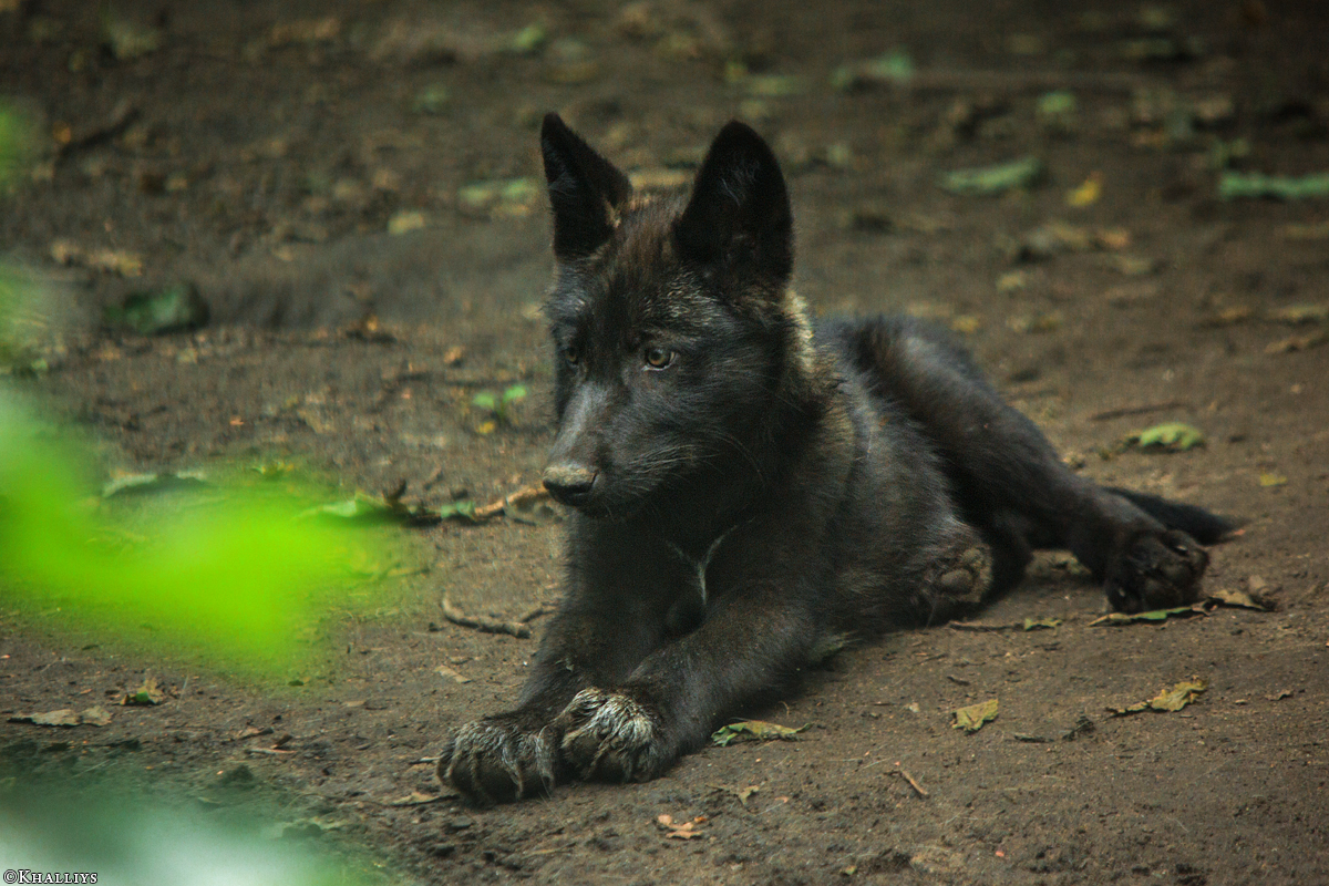 Pup2m15GelsenkirchenKati_Yalk-05