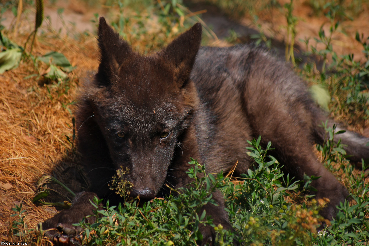 Pup2m10LueneburgKati_Bo--01